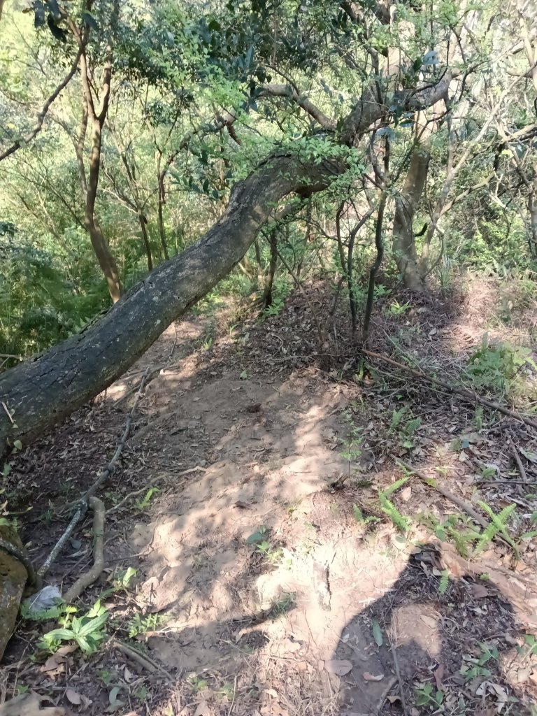 王公坑山血藤花_2746317