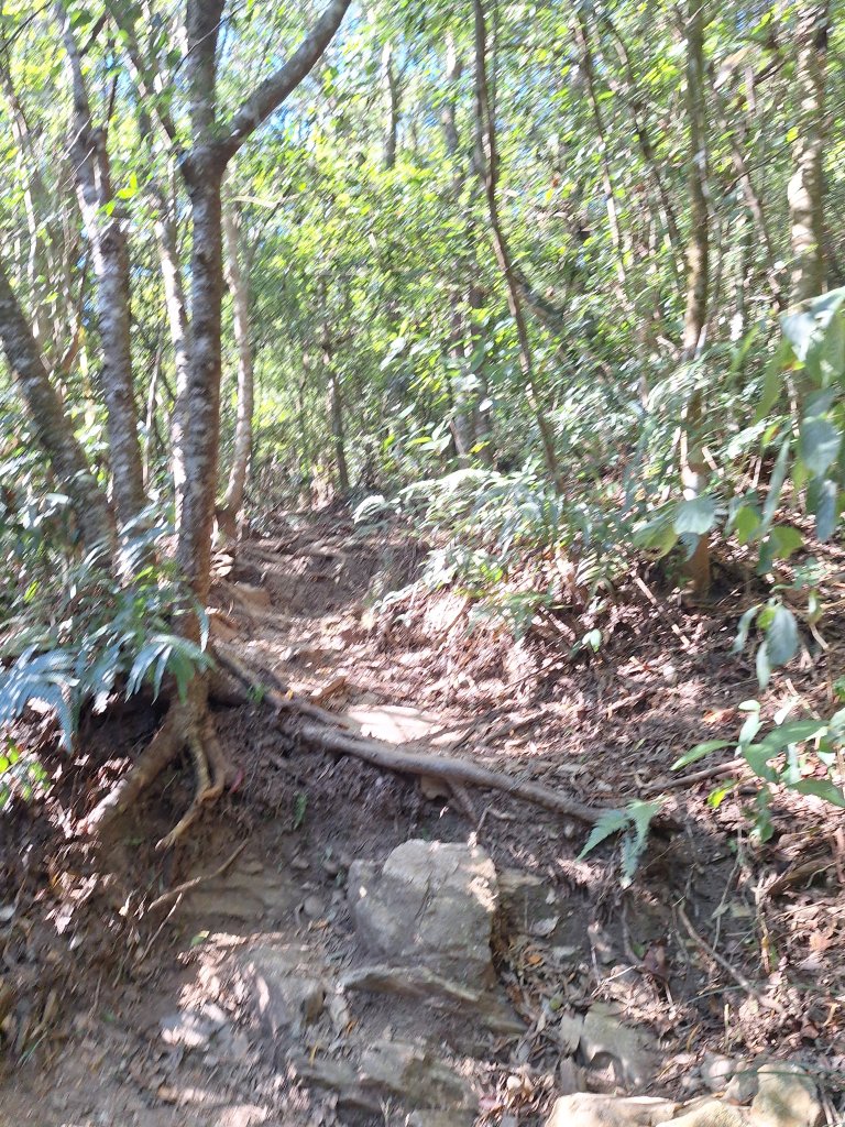 德文山(觀望山)20260105_2978640