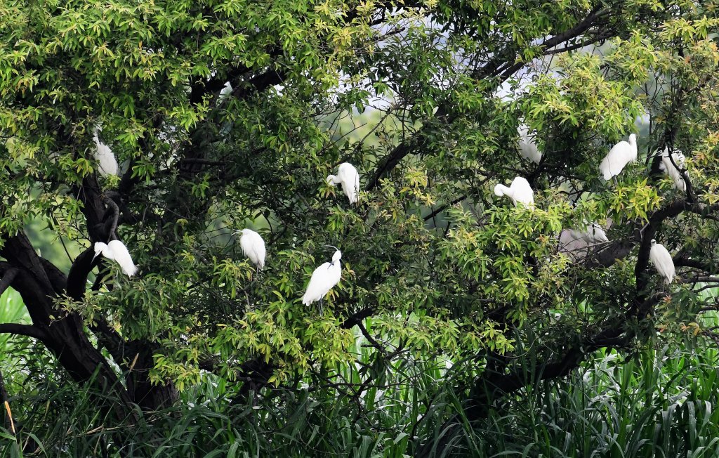 2016年, 九年前, 5, 6月份, 華江雁鴨自然公園_2807738
