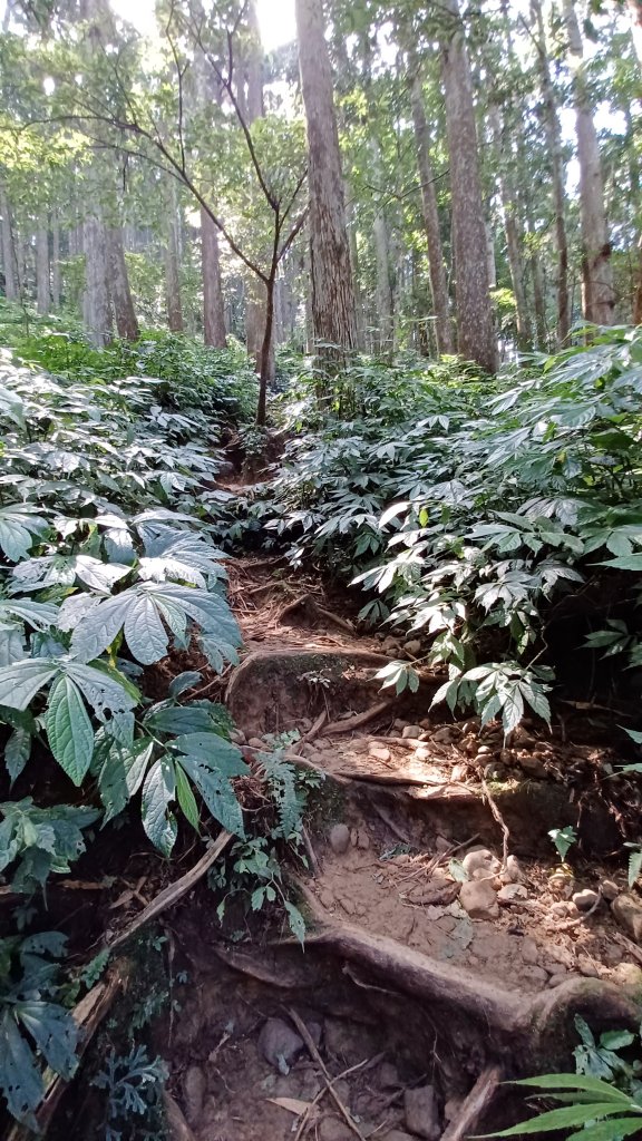 【苗栗南庄】向天湖山光天高山小O繞_2933159