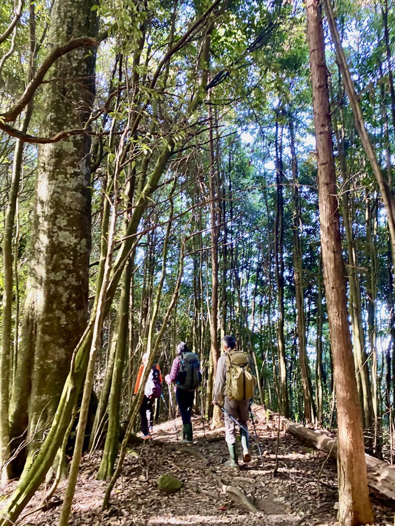 屋我尾山出老鷹谷O型走    2024.7.20_2567759