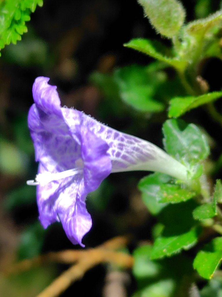 東埔走八通關古道訪龍貓公車繞對關山O型_2962797