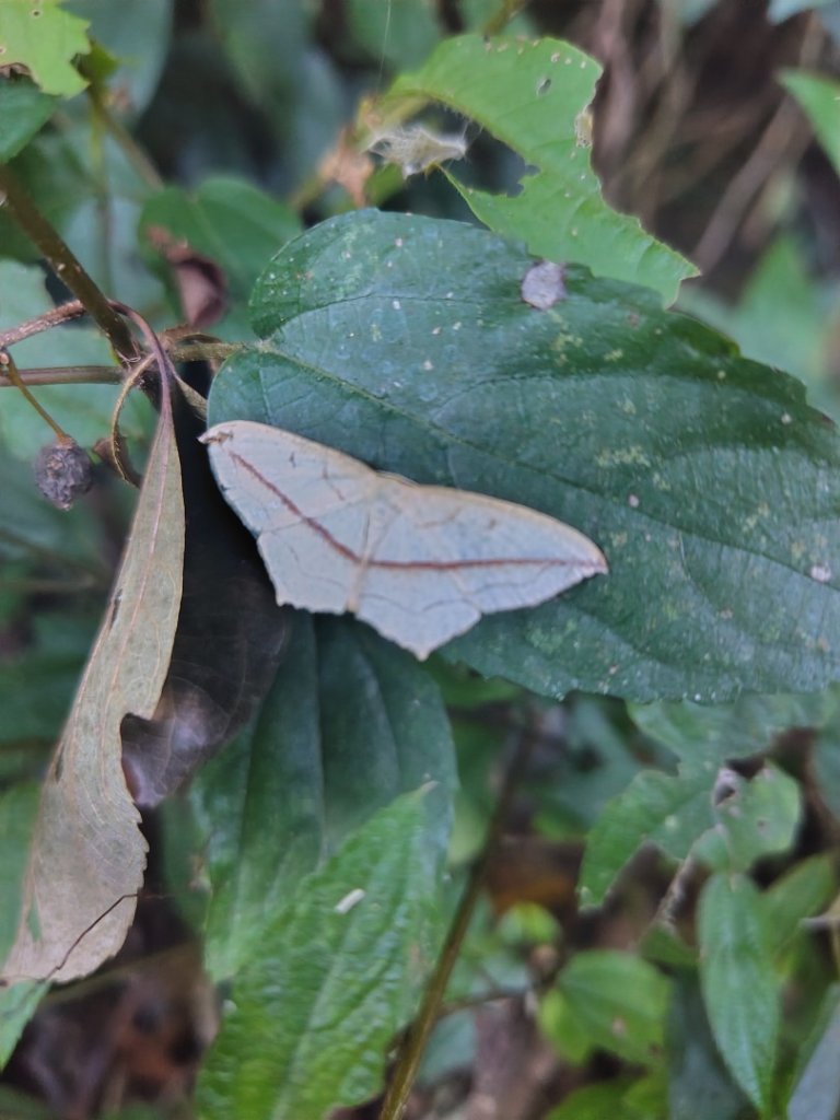 多納六秀 京大山_2957516