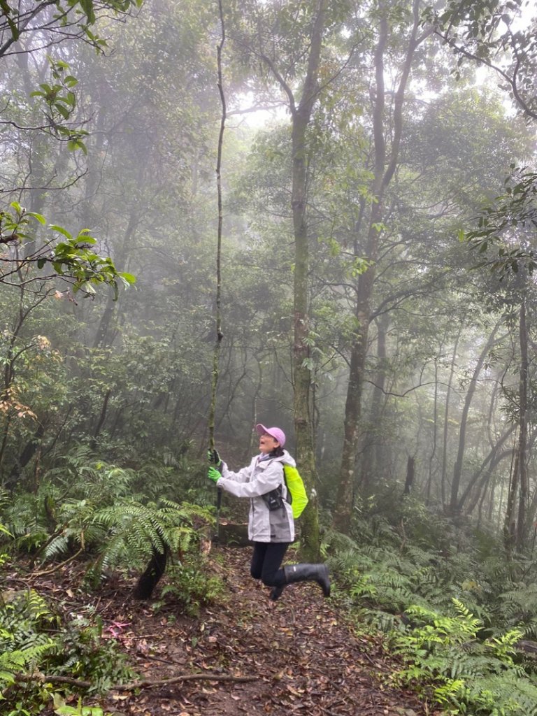 烏來大桶山登山步道封面圖