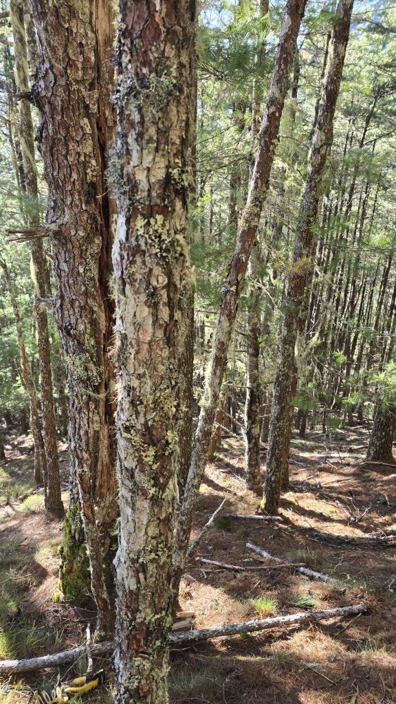 20241124-1130 南二段10座百岳_2665486