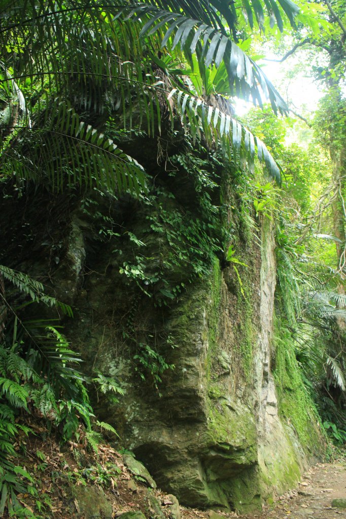 花蓮．佐倉 撒固兒步道2023/04/29_2164666