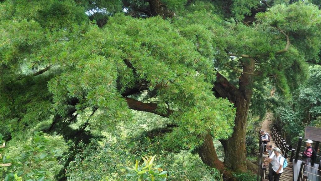 大坑2號至頭嵙山（小百岳）_148532