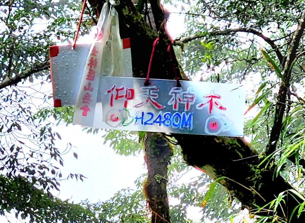 【中級山縱走】觀雪縱走（雪見大板根，仰天神木，北坑山，司馬限林道）_2741220