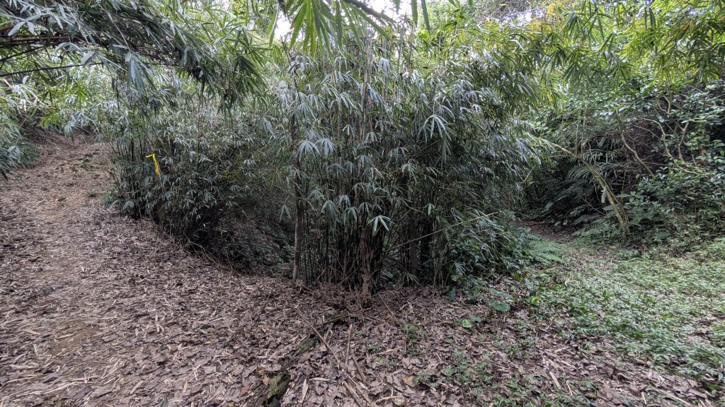 114.12.20劉銘傳隧道-獅球嶺北峰-獅球嶺東砲台山-獅球嶺池-獅球嶺砲台山之旅_2966740
