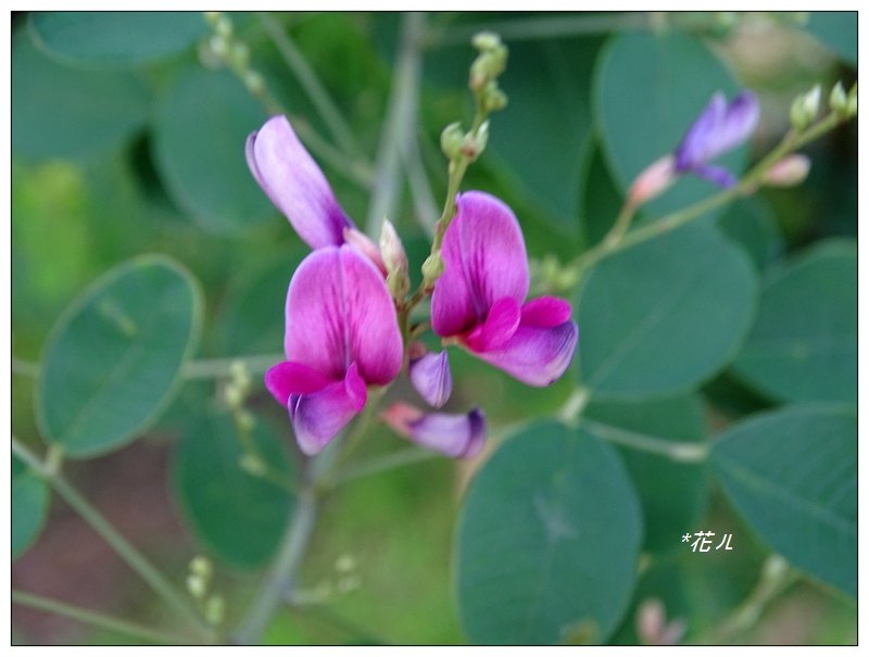 台北/植物園步道_686810