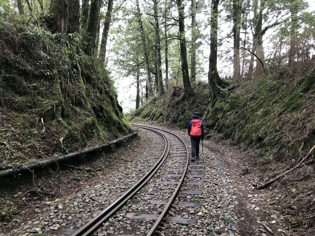 阿里山塔山步道_133927