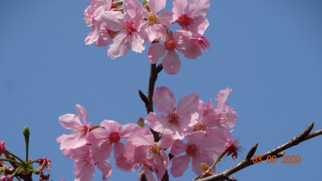 追花是簡單的快樂，賞花是恬淡的幸福。_871273