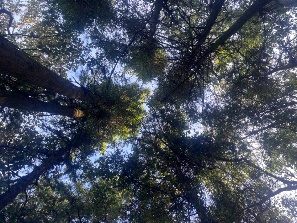 大山背_2736380