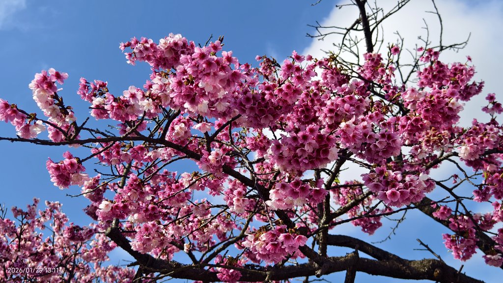 追花是簡單的快樂，賞花是恬淡的幸褔 1/29 & 2/2_2990582