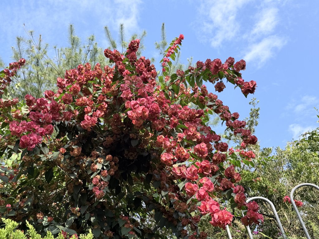 二尖.大尖山悠遊--好友再聚的茶園餘韻   2026.01.18_2985451