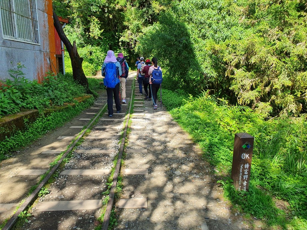 【阿里山】特富野古道_1093694