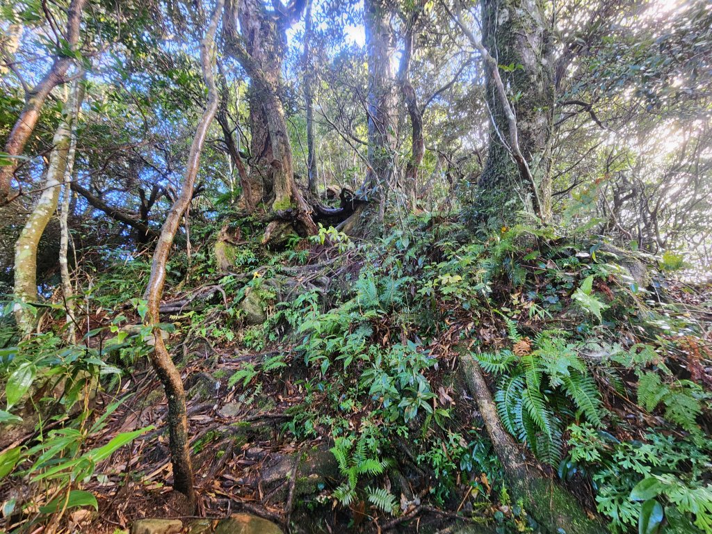 20250112貴妃山那結山外鳥嘴山蓮包山O型_2727142