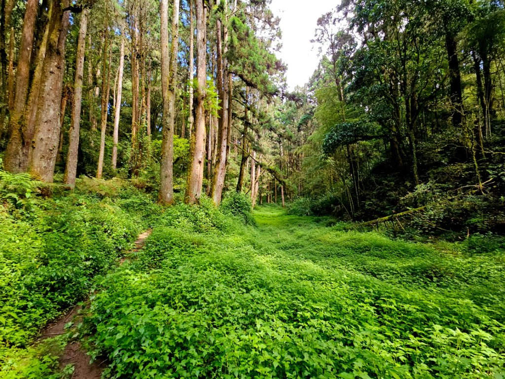 金柑樹山、忘憂森林步道-(南投)臺灣百大必訪步道_2789376