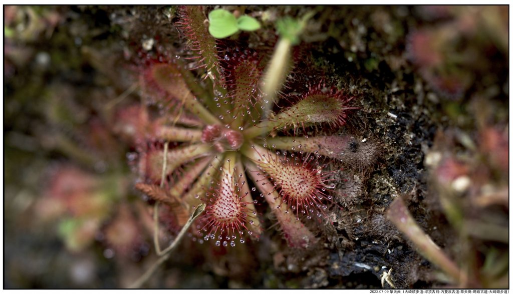 2022.07.09 〖大崎頭步道〗〖內雙溪古道〗【擎天崗】〖瑪礁古道〗【新圳頭山】〖大崎頭步道〗_1775209