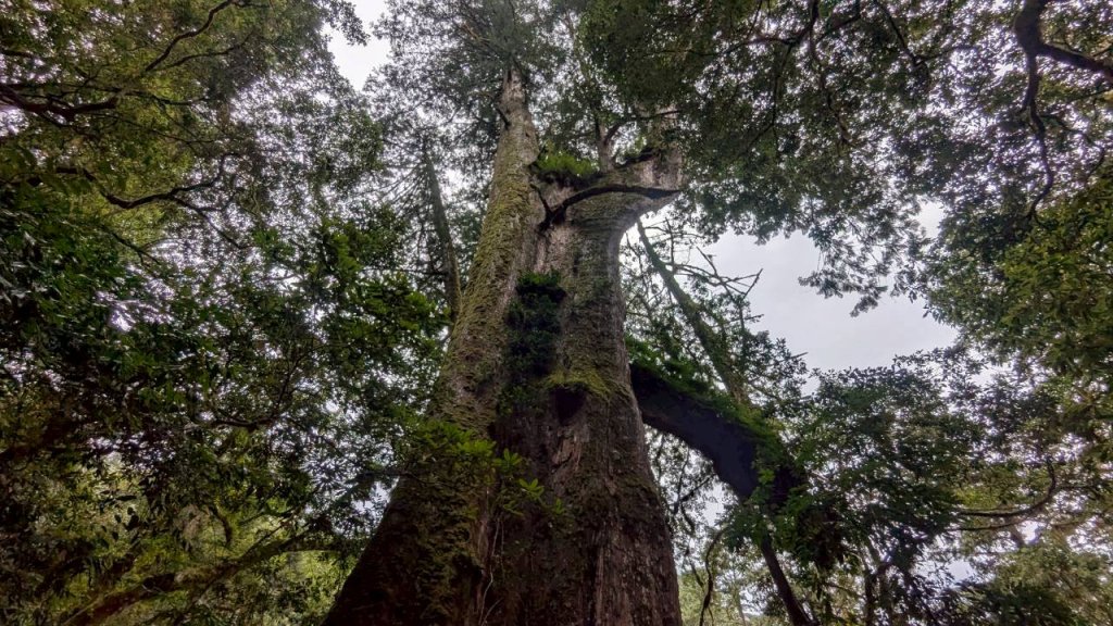 鎮西堡巨木步道群 (B區)_2861160