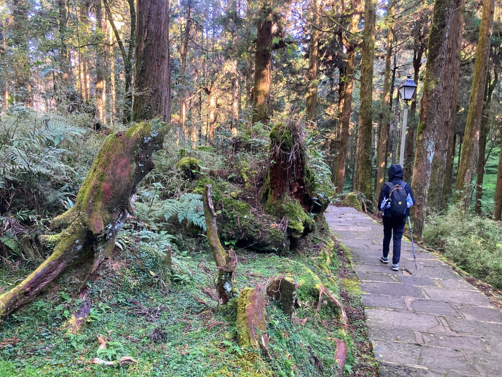 祝山觀日步道(小笠原山)_2649680