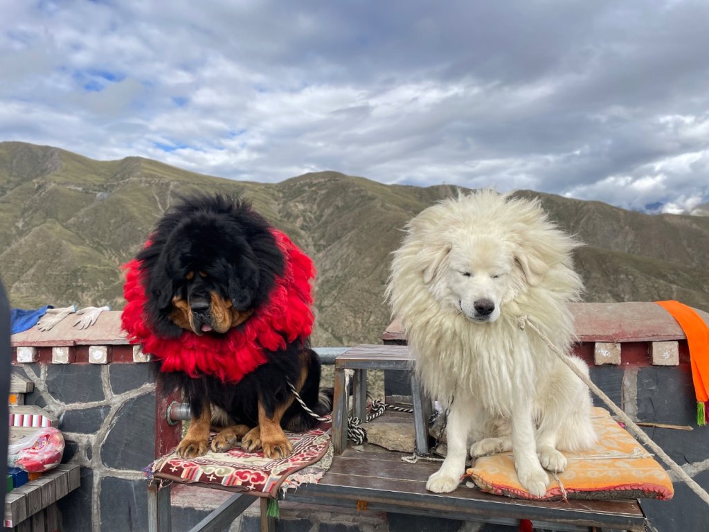 西藏♥️可愛動物🐎人物寫真/拉薩旅拍/美食_2902876