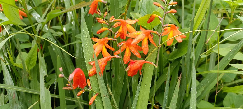 2024/08/18_馬那邦山步道_2576202