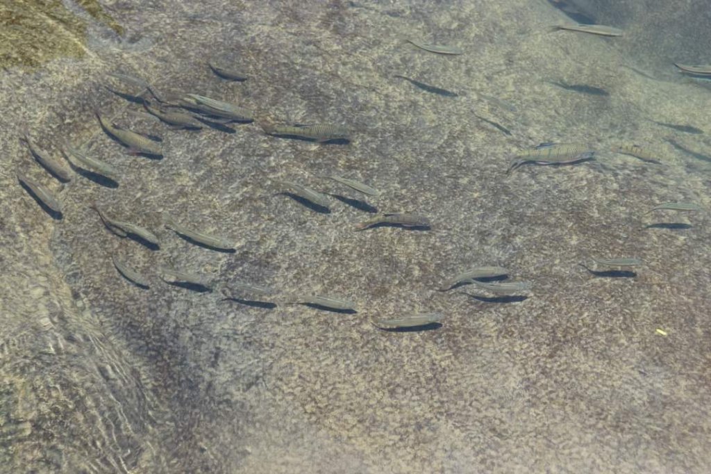 〔石碇〕烏塗溪古道 外按古道。昔日淡蘭古道南路之一段_2235910