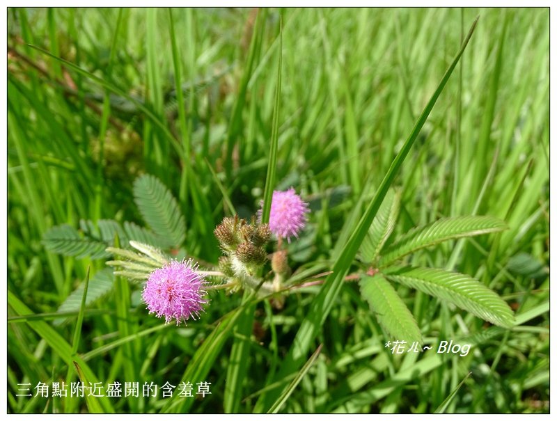 竹坑山/百合花之旅_635392