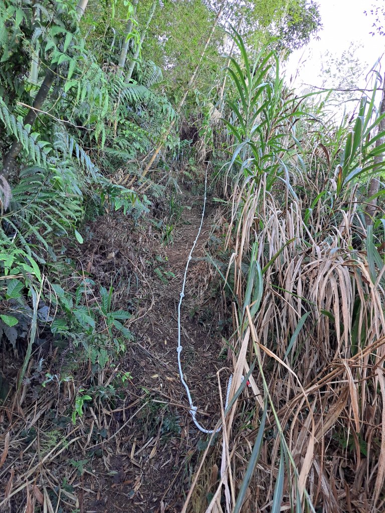 線浸林道四座山(樟湖山、半天窟山、線浸山、馬路麻山)_1995453