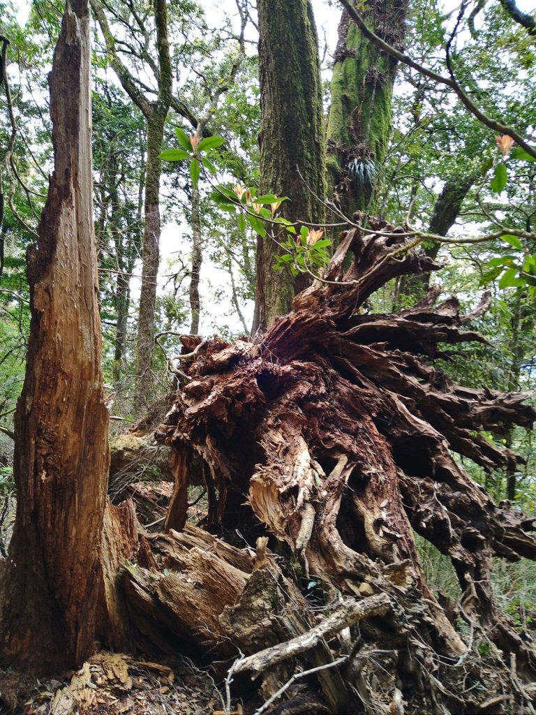 伊利雅娜產道（一般車停車處步行單程約5K產道）至登山口轉接山徑登北霞山往返_2461252