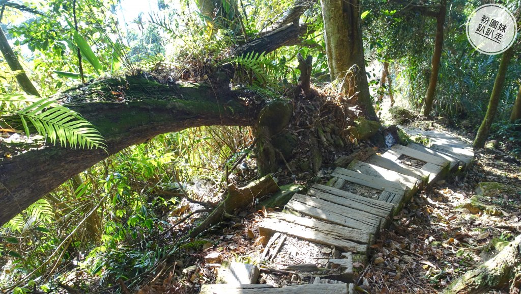 阿里山山脈越嶺步道大串走D3_543719