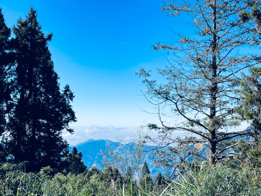 20251209 阿里山-小笠原觀景平台、祝山觀日步道_2959815