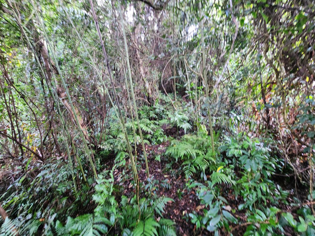 20251214石牛山柑坪山新柑坪山牛背岩_2972724