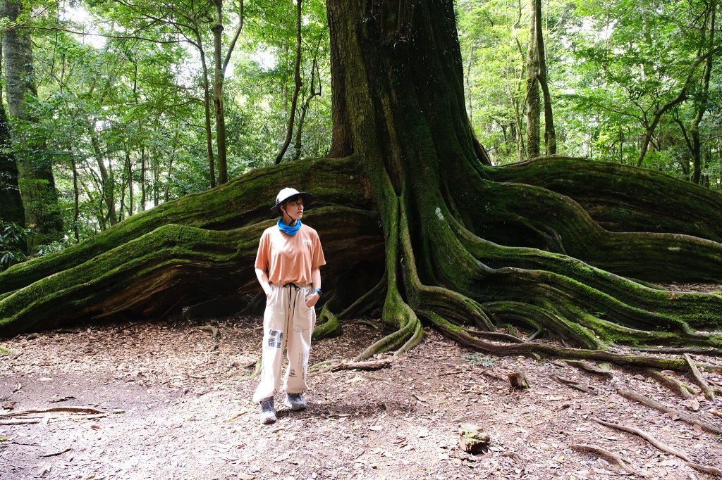 雪見大板根_2924686