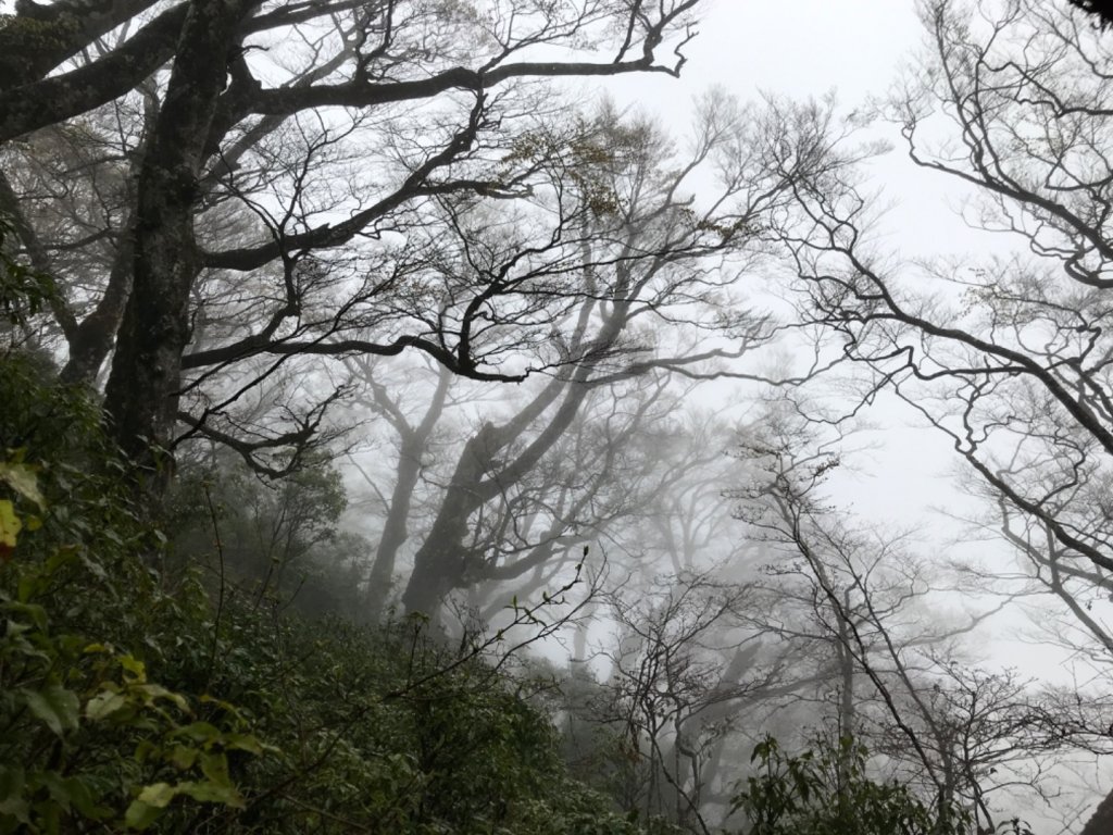 雨霧散遊太平山_885921