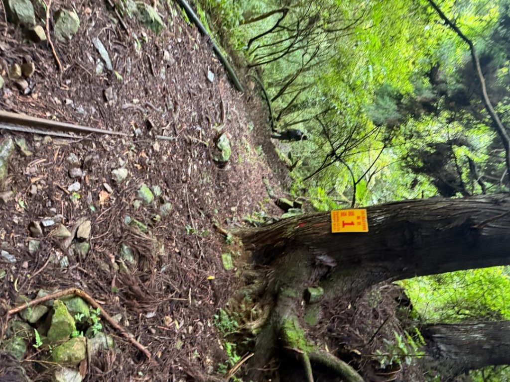 20250607 春谷養鱒場所上加里山 出大坪_2805217