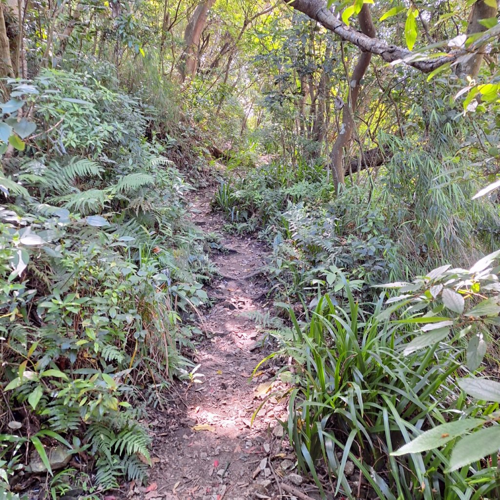 【2024觀音觀鷹尋寶任務】一日走完七條步道完成!_2508370