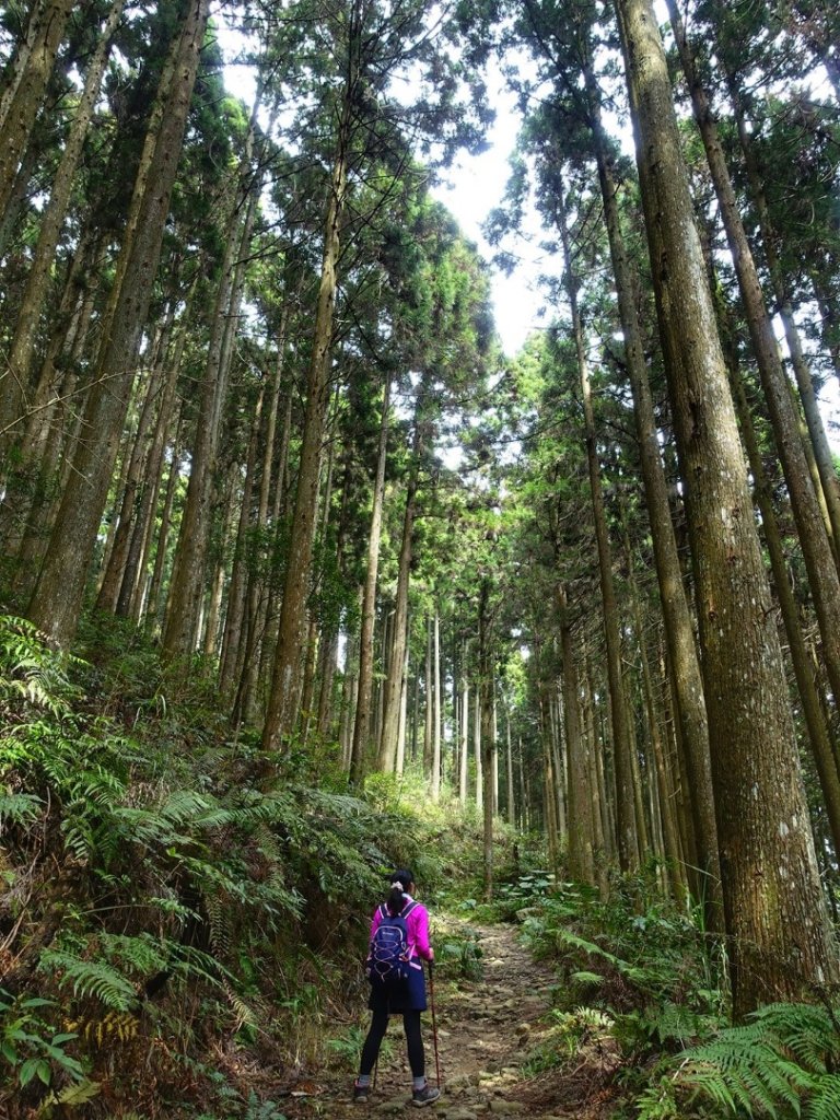 櫻花-柳杉林-鵝公髻山_892766