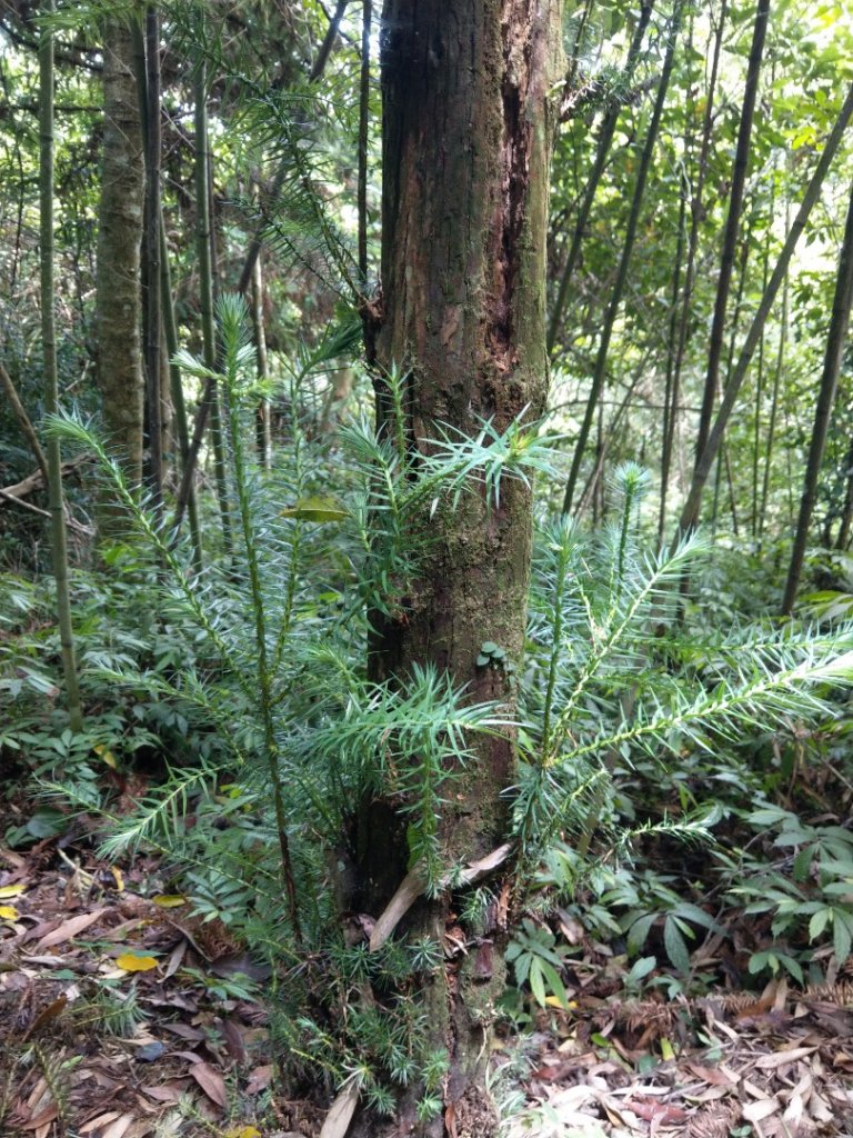 馬那邦山（天然湖起登）_1019702