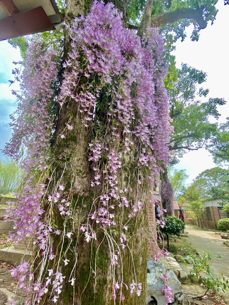 嘉義賞花趣--天宮石斛花瀑、竹崎公園花旗木    2021/4/14_1349436