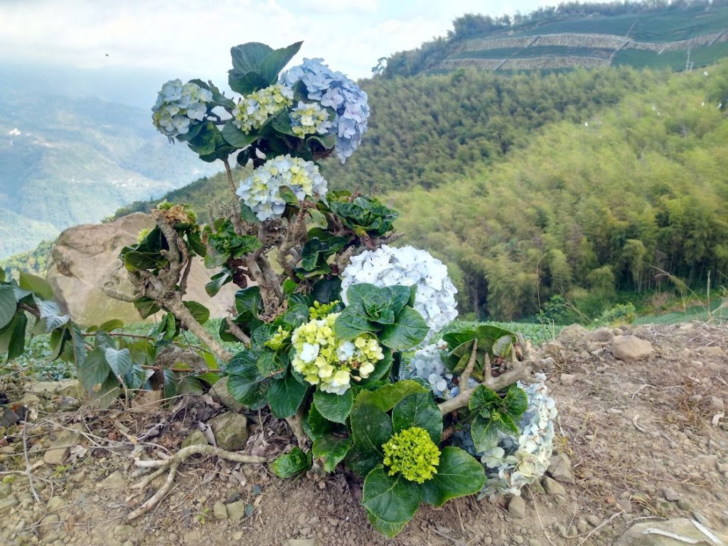 雲嘉五連峰+後棟仔山挑筍古道 望風斷崖_958069