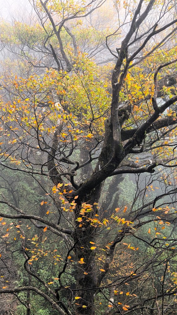 東北季風起遊走雲瀑和山毛櫸間的啦卡山與北插天山登山行_2951097
