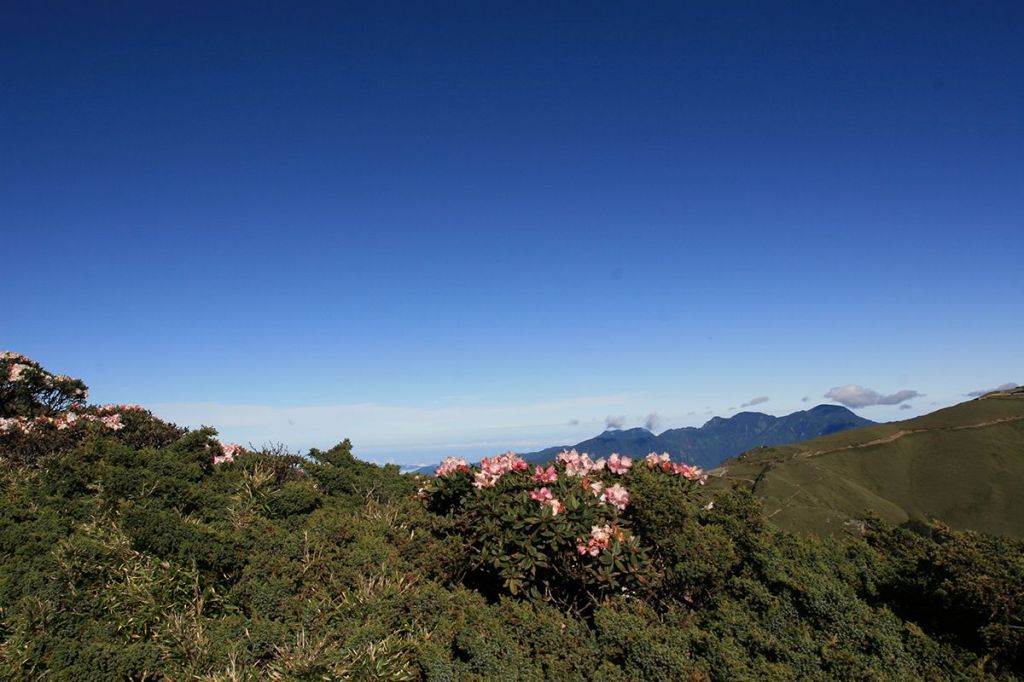 合歡東峰賞花行_222798
