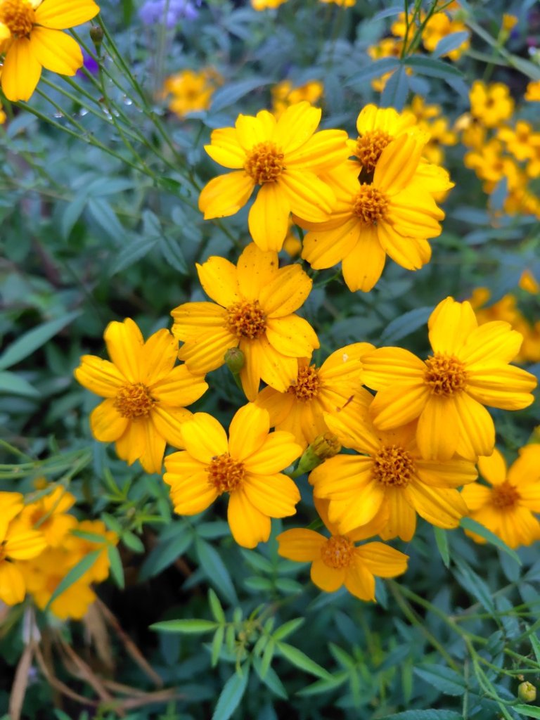 苗栗關刀山_2975061