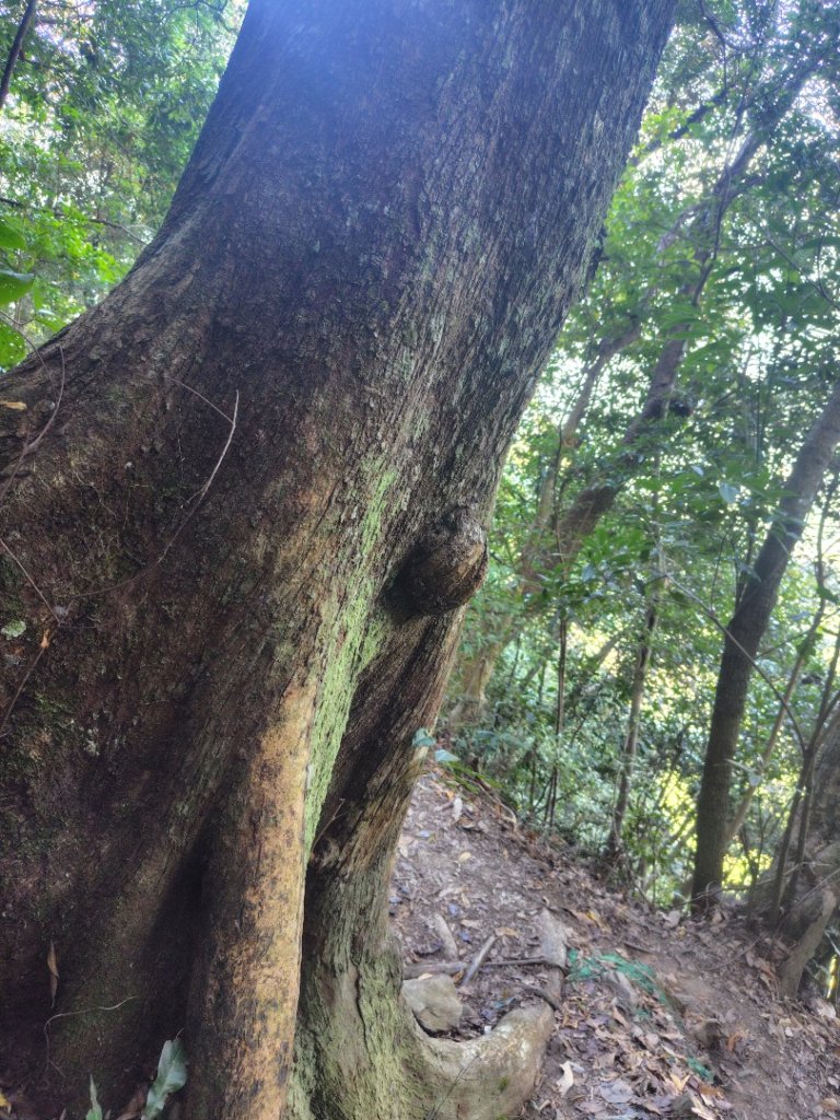 唐麻丹山 蝴蝶谷_2918994