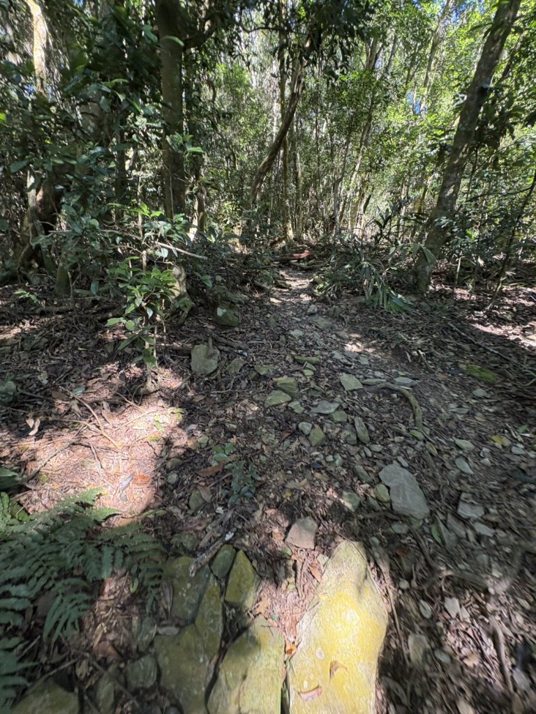 20251116鳴海山、網子山登山步道_2938348
