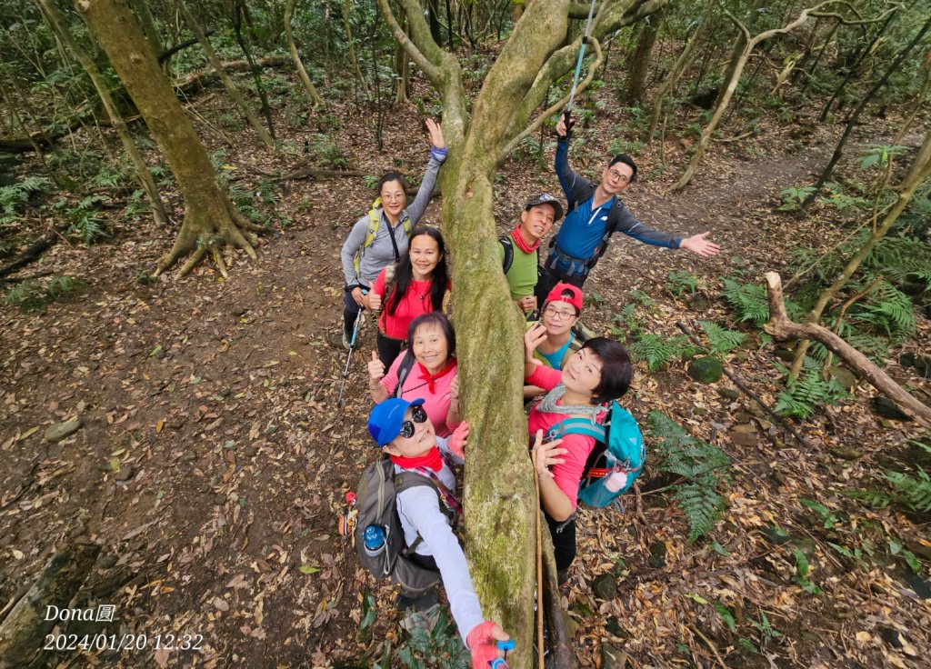 東勢大崙、東勢坑山、觀音湖山O走_2986236
