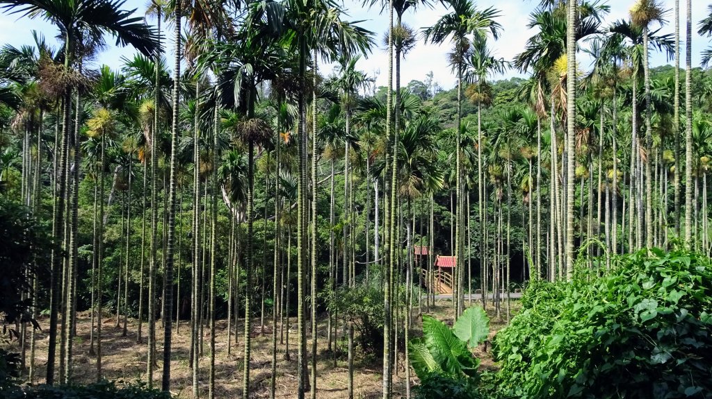 頂福巖森林步道(林口森林步道)_2283300