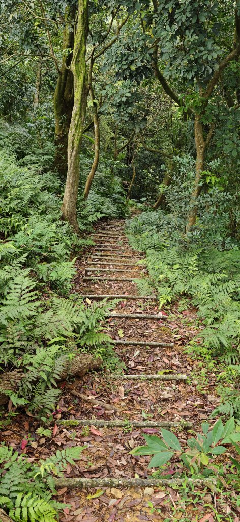 2026-0307 造鎮-文筆山-天華山-南勢角山-蘭花亭-牛伯伯_3015843
